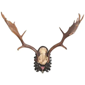 19th Century Habsburg Fallow Deer Trophy on Black Forest with Veteran's Medal