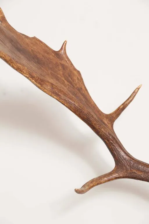 19th Century Habsburg Fallow Deer Trophy on Black Forest with Veteran's Medal