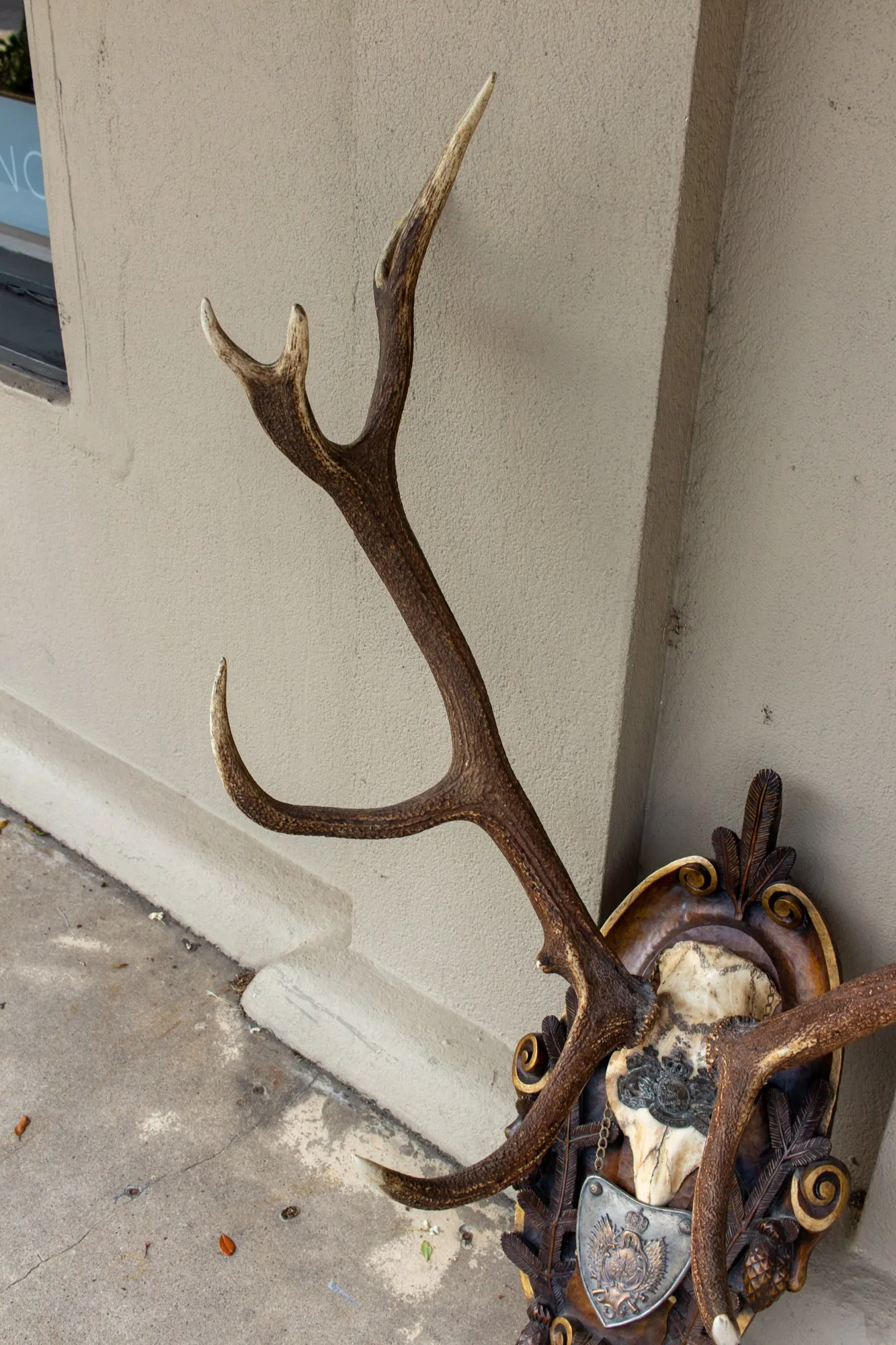 Antique Habsburg Red Stag Trophy on Hand Carved Black Forest Plaque with Gorget
