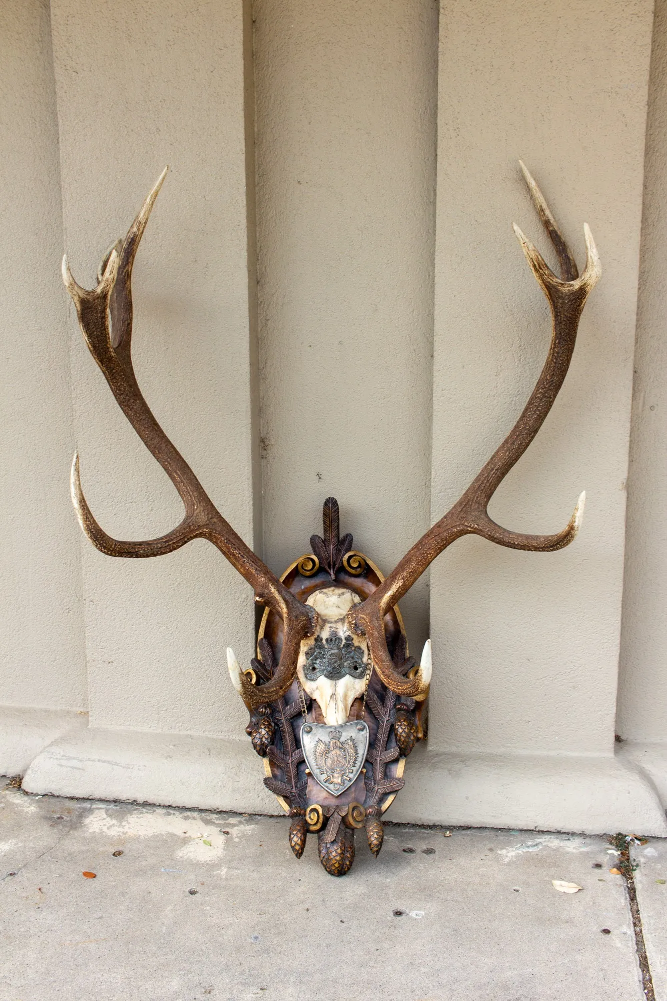 Antique Habsburg Red Stag Trophy on Hand Carved Black Forest Plaque with Gorget