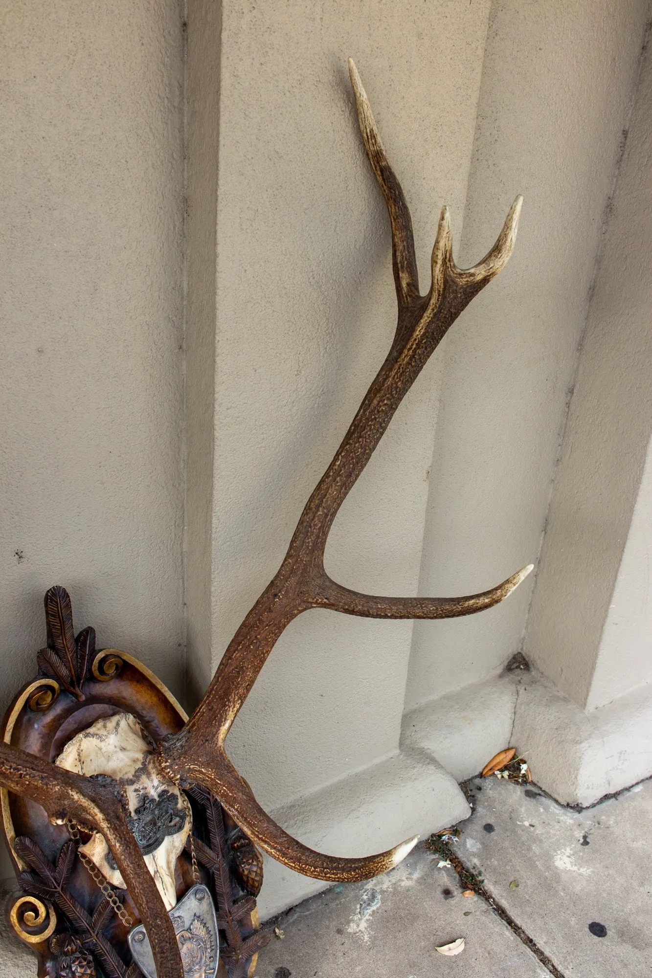 Antique Habsburg Red Stag Trophy on Hand Carved Black Forest Plaque with Gorget