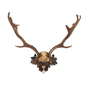 Habsburg Fallow Deer Trophy on Black Forest Plaque with Veteran's Medal