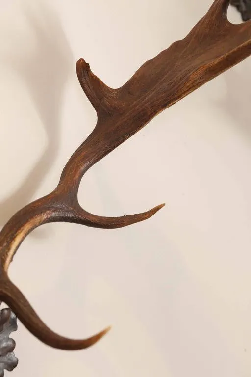Habsburg Fallow Deer Trophy on Black Forest Plaque with Veteran's Medal