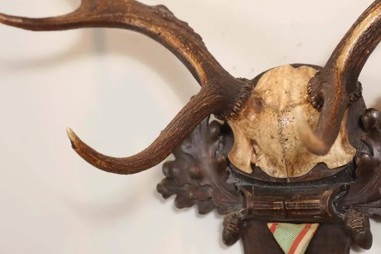 Habsburg Fallow Deer Trophy on Black Forest Plaque with Veteran's Medal