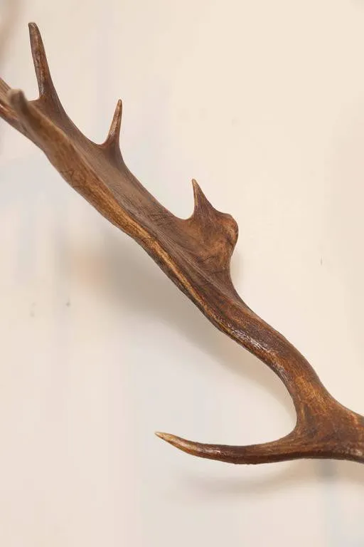 Habsburg Fallow Deer Trophy on Black Forest Plaque with Veteran's Medal