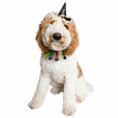 Halloween Hat & Collar Set For Dogs