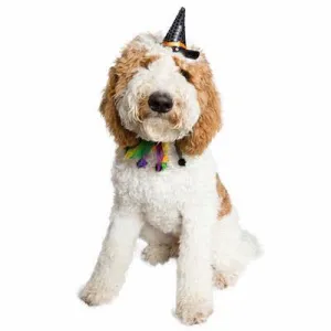 Halloween Hat & Collar Set For Dogs