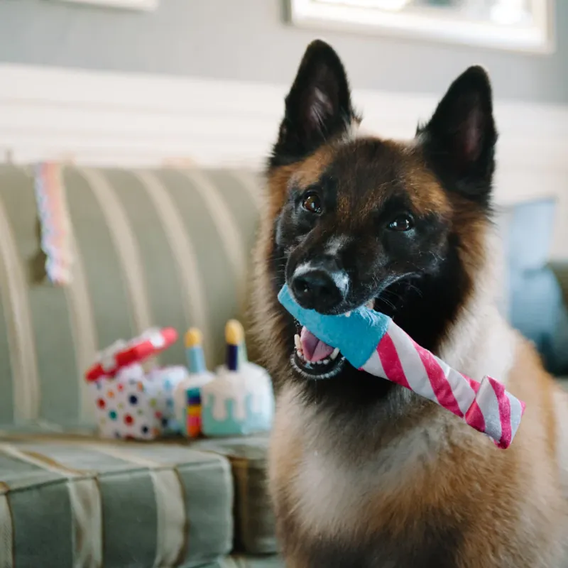 PLAY - Party Time - Raise the Woof Party Horn